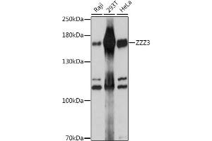 Western blot analysis of extracts of various cell lines, using ZZZ3 antibody (ABIN7271564) at 1:1000 dilution. (ZZZ3 抗体)