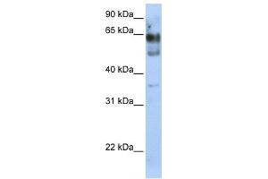 WB Suggested Anti-ZNF564 Antibody Titration:  0. (ZNF564 抗体  (N-Term))