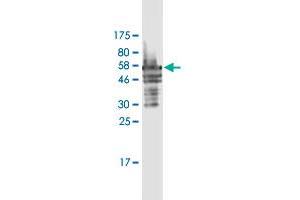 Western Blot detection against Immunogen (54. (FRG1 抗体  (AA 1-258))