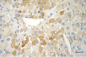 Immunohistochemistry was performed on paraffin-embedded mouse liver using ferritin light chain antibody (ABIN7798597), 1:200). (FTL 抗体)