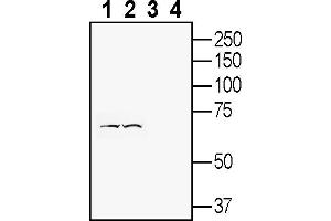 Western blot analysis of human Jurkat T-cell leukemia cell line lysate (lanes 1 and 3) and human SH-SY5Y neuroblastoma cell line lysate (lanes 2 and 4):1-2.