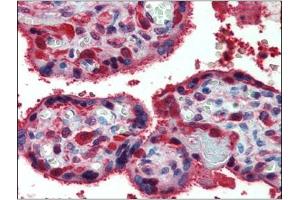 Immunohistochemistry: Human Placenta: Formalin-Fixed, Paraffin-Embedded (FFPE) (Peroxiredoxin 1 抗体  (Internal Region))
