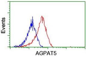 Image no. 1 for anti-1-Acylglycerol-3-Phosphate O-Acyltransferase 5 (Lysophosphatidic Acid Acyltransferase, Epsilon) (AGPAT5) antibody (ABIN1496497) (AGPAT5 抗体)