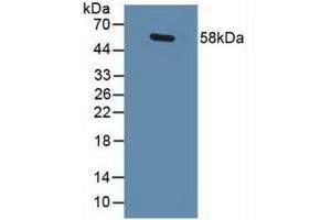 Western Blotting (WB) image for anti-GA Binding Protein Transcription Factor, alpha Subunit 60kDa (GABPA) (AA 168-314) antibody (ABIN7441376)