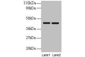 Western Blotting (WB) image for anti-Basigin (Ok Blood Group) (BSG) (AA 138-321) antibody (ABIN7145283)