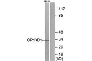 Western blot analysis of extracts from RAW264. (OR13D1 抗体  (AA 231-280))