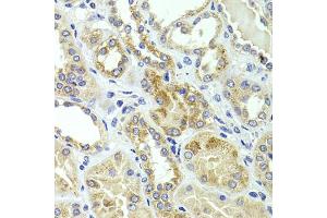 Immunohistochemistry of paraffin-embedded human kidney using HMGCL antibody (ABIN5975709) at dilution of 1/100 (40x lens). (HMGCL 抗体)