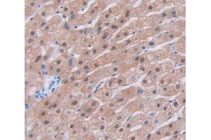IHC-P analysis of Human Tissue, with DAB staining. (PLSCR1 抗体  (AA 1-318))