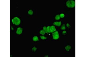 Immunofluorescence (IF) image for anti-Nuclear Factor I/C (CCAAT-Binding Transcription Factor) (NFIC) (AA 201-428) antibody (ABIN7161758)