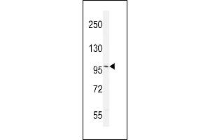 ANDR (ABIN389077 and ABIN2850530) western blot analysis in mouse brain tissue lysates (35 μg/lane). (Androgen Receptor 抗体  (AA 365-392))