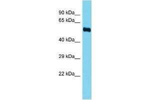 Host:  Rabbit  Target Name:  Fads3  Sample Type:  Rat Kidney lysates  Antibody Dilution:  1. (FADS3 抗体  (N-Term))