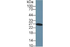 Western Blotting (WB) image for anti-Glutathione S-Transferase alpha 3 (GSTA3) (AA 1-222) antibody (ABIN7436843)