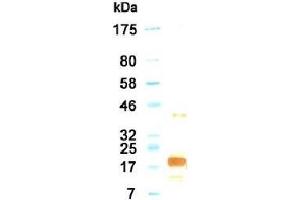 Western Blotting (WB) image for anti-Interleukin 11 (IL11) antibody (ABIN933586) (IL-11 抗体)