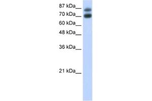 Western Blotting (WB) image for anti-Heterogeneous Nuclear Ribonucleoprotein U-Like 1 (HNRNPUL1) antibody (ABIN2462236) (HNRNPUL1 抗体)