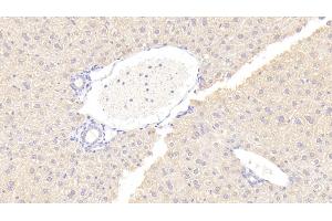Detection of OPG in Mouse Liver Tissue using Polyclonal Antibody to Osteoprotegerin (OPG) (Osteoprotegerin 抗体  (AA 22-281))