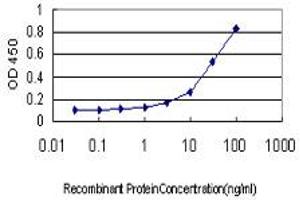 Detection limit for recombinant GST tagged PHKG1 is approximately 1ng/ml as a capture antibody. (PHKG1 抗体  (AA 1-387))