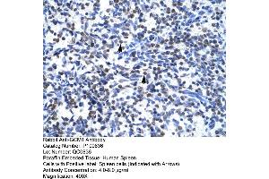 Human Spleen (GCM1 抗体  (N-Term))