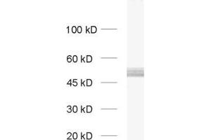 dilution: 1 : 1000, sample: rat brain homogenate (PACSIN1 抗体  (AA 293-384))
