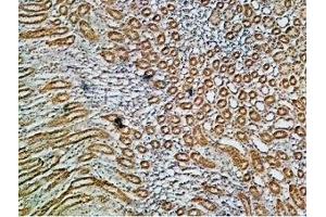 Expression of Na+/K+ ATPase α1 (ATP1A1) in rat kidney - Immunohistochemical staining of paraffin embedded rat kidney sections using Anti-Alpha 1 Na+/K+ ATPase Antibody (ABIN7043659, ABIN7044637 and ABIN7044638), (1:200). (ATP1A1 抗体  (Intracellular))