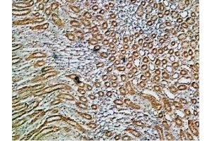 Expression of Na+/K+ ATPase α1 (ATP1A1) in rat kidney - Immunohistochemical staining of paraffin embedded rat kidney sections using Anti-Alpha 1 Na+/K+ ATPase Antibody (ABIN7043659, ABIN7044637 and ABIN7044638), (1:200). (ATP1A1 抗体  (Intracellular, N-Term))