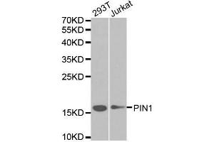 Western blot analysis of extracts of various cell lines, using PIN1 antibody. (PIN1 抗体  (AA 1-163))