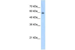 EIF4G3 antibody used at 0. (EIF4G3 抗体  (N-Term))