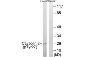 Western blot analysis of extracts from HepG2 cells treated with EGF 200ng/ml 5' , using Caveolin 2 (Phospho-Tyr27) Antibody. (Caveolin 2 抗体  (pTyr27))