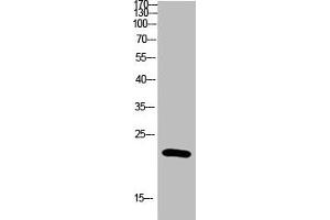 Western blot analysis of Hela Cell Lysate using antibody. (IL-31 抗体  (AA 21-70))