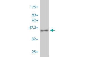 Western Blot detection against Immunogen (41.