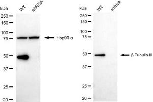 Western blotting analysis using beta Tubulin III antibody (ABIN7800669).