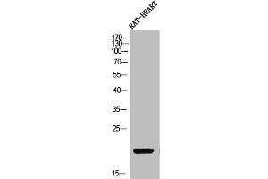 Western Blot analysis of RAT-HEART cells using PRAF2 Polyclonal Antibody (PRAF2 抗体  (C-Term))