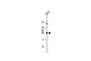 Anti-DANRE ywhag1 Antibody (Center) at 1:8000 dilution + ZF4 whole cell lysate Lysates/proteins at 20 μg per lane. (14-3-3 gamma 抗体  (AA 137-162))
