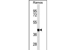 HLA-B Antibody (ABIN1539972 and ABIN2850473) western blot analysis in Ramos cell line lysates (35 μg/lane). (HLA-B 抗体  (AA 62-90))
