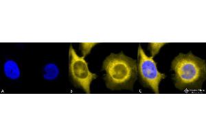 Immunocytochemistry/Immunofluorescence analysis using Rat Anti-GRP94 Monoclonal Antibody, Clone 9G10 . (GRP94 抗体  (PerCP))