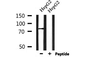 Western blot analysis of extracts from HepG2, using ENaC γ Antibody. (SCNN1G 抗体  (C-Term))