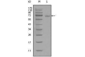 Western Blotting (WB) image for anti-Signal Transducer and Activator of Transcription 3 (Acute-Phase Response Factor) (STAT3) antibody (ABIN969420)
