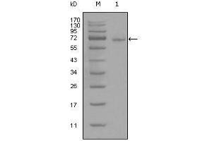 Western blot analysis using STAT3 mouse mAb against full-length STAT3-His recombinant protein (1). (STAT3 抗体)
