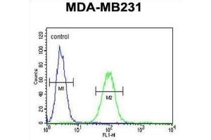 Flow Cytometry (FACS) image for anti-Cathepsin F (CTSF) antibody (ABIN3002689) (Cathepsin F 抗体)