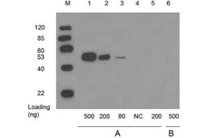 Lane 1,2,3 and 6: WISP2 full length recombinant protein with GST tag in 293 cell lysateLane 4: 10 µg 293 cell lysateLane 5: GST proteinPrimary antibody: A: 1 µg/mL Mouse Anti-WISP2 Monoclonal Antibody (ABIN398657) B: Negative controlSecondary antibody: Goat Anti-Mouse IgG (H&L) [HRP] Polyclonal Antibody (ABIN398387, 1: 10,000) The signal was developed with LumiSensorTM HRP Substrate Kit (ABIN769939) (WISP2 抗体)