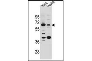 Western blot analysis of NHEDC1 Antibody (N-term) in K562 and HepG2 cell line lysates (35ug/lane). (NHEDC1 抗体  (N-Term))