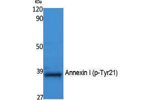 Western Blotting (WB) image for anti-Annexin A1 (ANXA1) (pTyr21) antibody (ABIN3183069) (Annexin a1 抗体  (pTyr21))