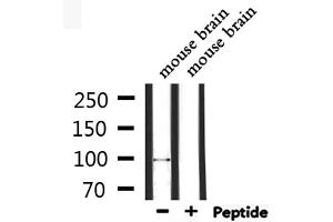 Western blot analysis of extracts from mouse brain, using GluR4 Antibody. (Metabotropic Glutamate Receptor 4 抗体  (C-Term))