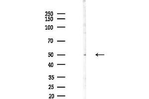 anti-Cytidine Monophosphate N-Acetylneuraminic Acid Synthetase (CMAS) antibody