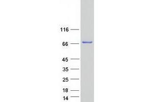 Validation with Western Blot (LSS Protein (Transcript Variant 2) (Myc-DYKDDDDK Tag))