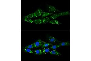 Confocal immunofluorescence analysis of NIH-3T3 cells using  Polyclonal Antibody (ABIN6131387, ABIN6136467, ABIN6136469 and ABIN6222130) at dilution of 1:200. (ACSS2 抗体)