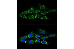 Confocal immunofluorescence analysis of NIH-3T3 cells using  Polyclonal Antibody (ABIN6131387, ABIN6136467, ABIN6136469 and ABIN6222130) at dilution of 1:200. (ACSS2 抗体)