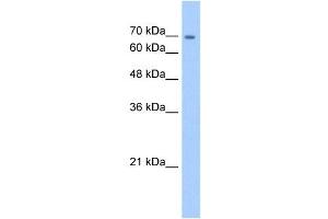 CDH22 antibody used at 5 ug/ml to detect target protein. (CDH22 抗体  (N-Term))
