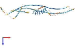 AlphaFold protein structure predicition of Human Recombinant ANKRD18A Protein, UniprotID Q8IVF6 (ANKRD18A Protein (AA 1-992) (His tag))