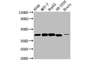 Western Blot Positive WB detected in: A549 whole cell lysate, MCF-7 whole cell lysate, HepG2 whole cell lysate, SH-SY5Y whole cell lysate, Rat brain tissue All lanes: DLK1 antibody at 4. (DLK1 抗体  (AA 24-303))