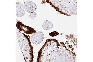 Immunohistochemical staining of human placenta with CNPY2 polyclonal antibody  shows strong cytoplasmic positivity in trophoblastic cells. (CNPY2/MSAP 抗体)